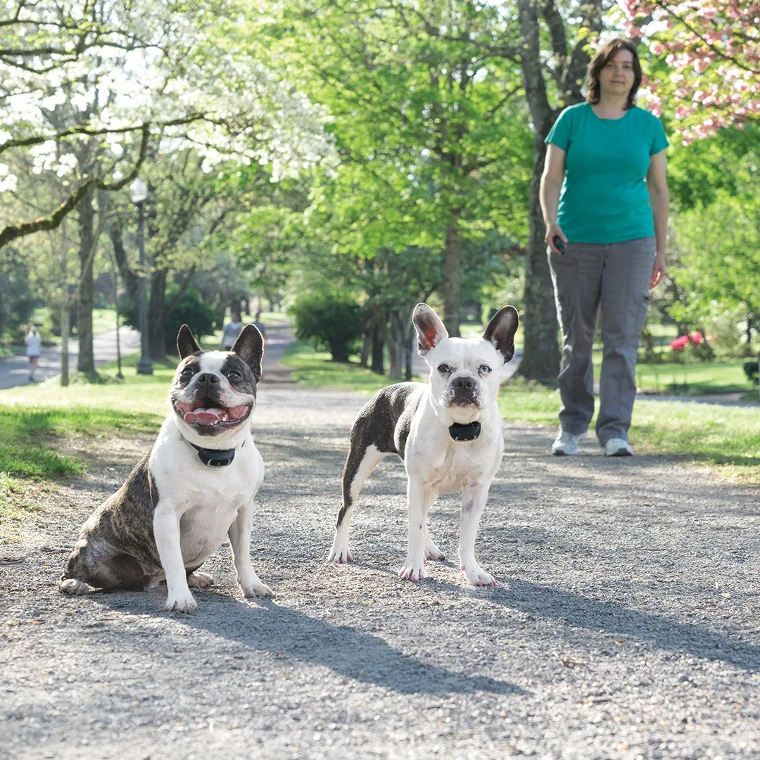 Add-A-Dog® Extra Receiver Collars